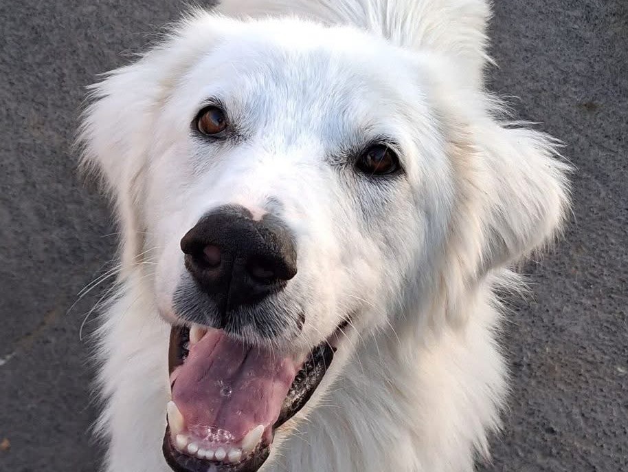 Adotta un cane, maschio, 11 mesi, Siracusa