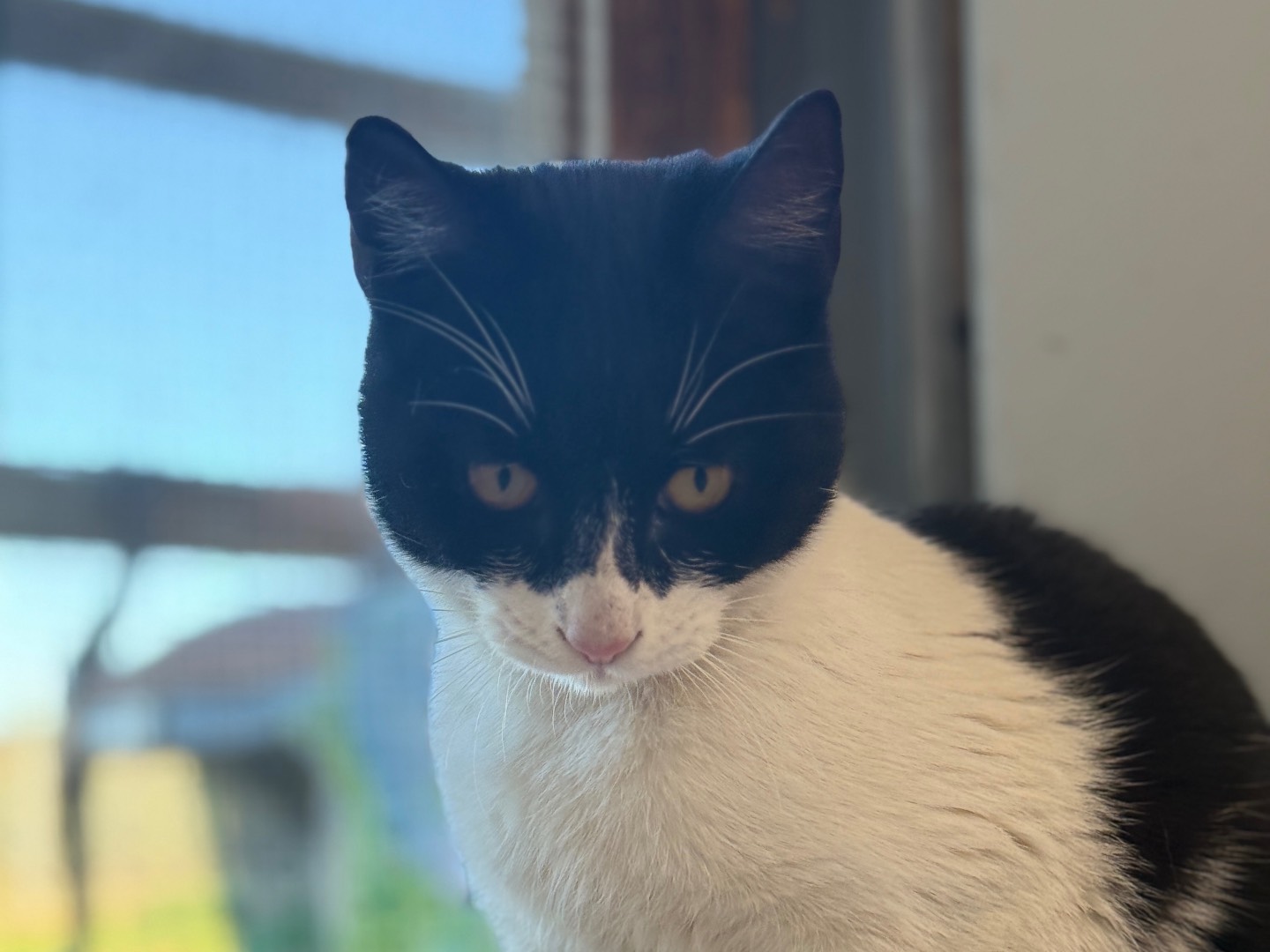 Adotta un gatto, femmina, 8 mesi, Bari