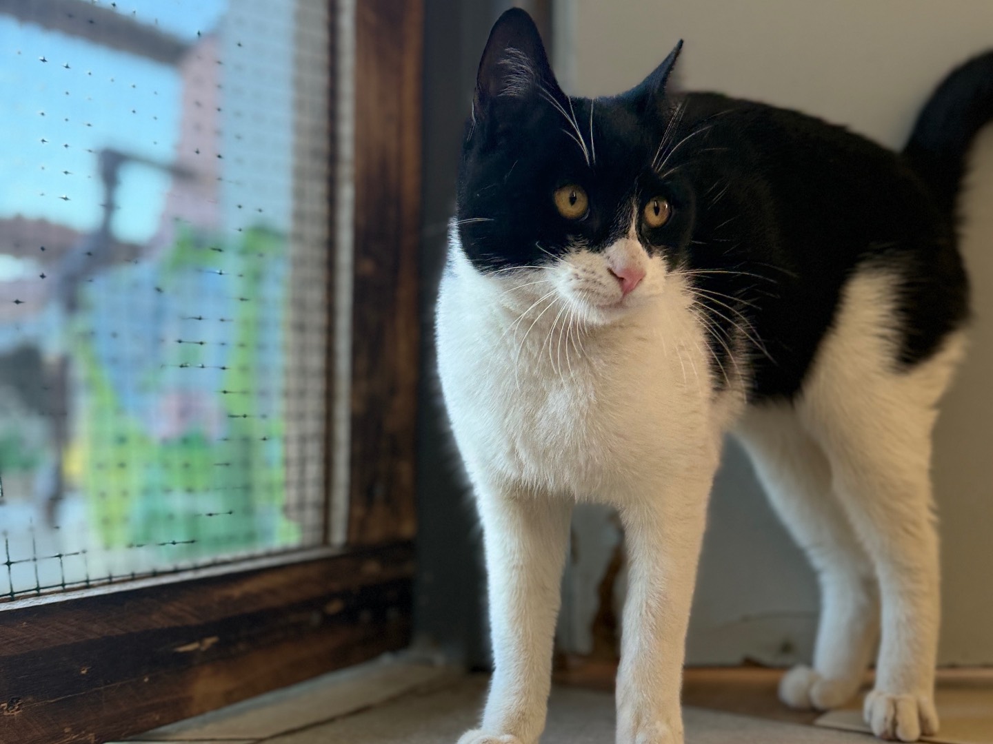 Vuoi adottare un gatto a Bari?