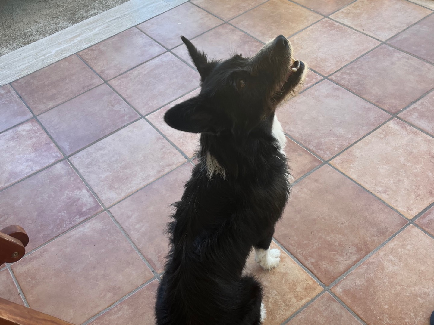 Adozione cane, femmina, Razza sconosciuta Razza sconosciuta, 2 anni e 7 mesi, taglia piccola, Bergamo