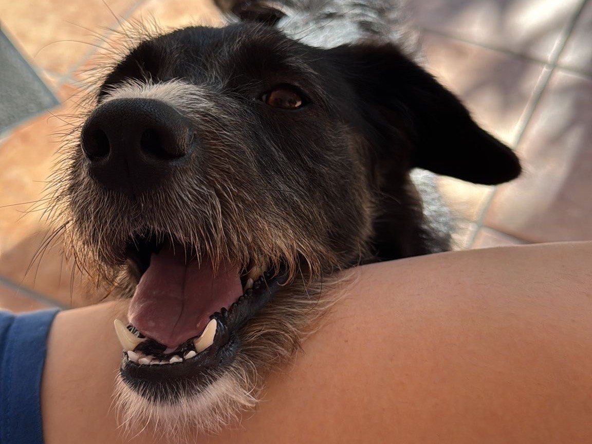 Adotta un cane, femmina, 2 anni e 7 mesi, Bergamo