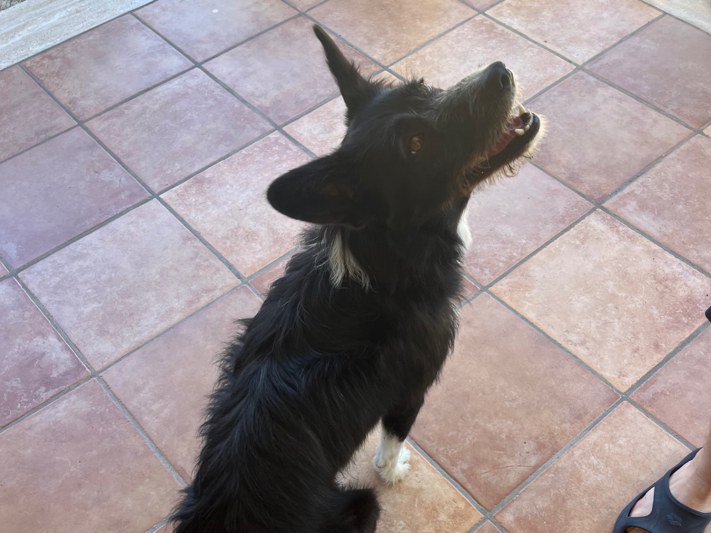 Adotta un cane, taglia piccola, femmina, Bergamo