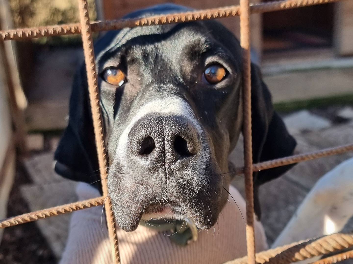 Adozione cane, femmina, Pointer Razza sconosciuta, 1 anno e 3 mesi, taglia media, Pavia