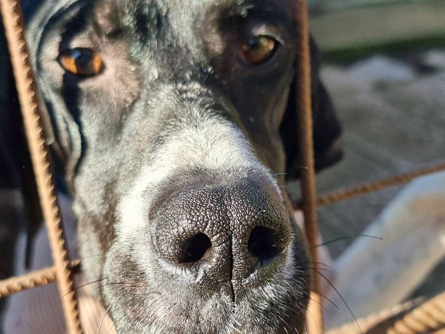 Adotta un cane, femmina, 1 anno e 3 mesi, Pavia
