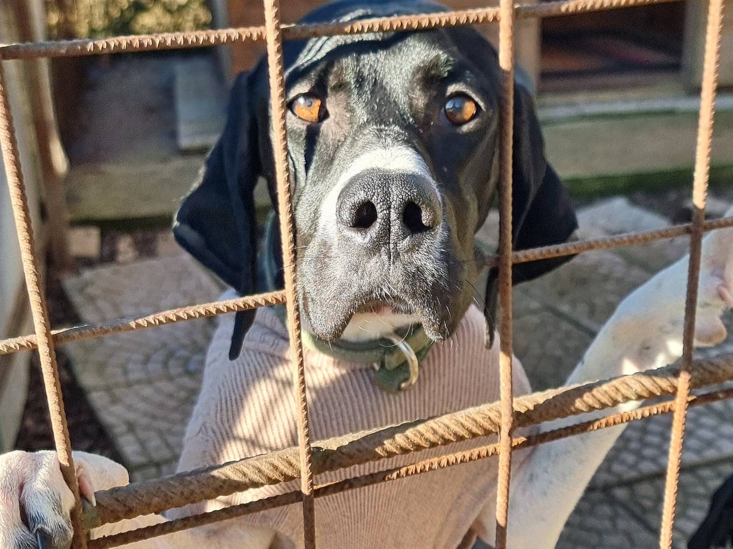 Adotta un cane, taglia media, femmina, Pavia