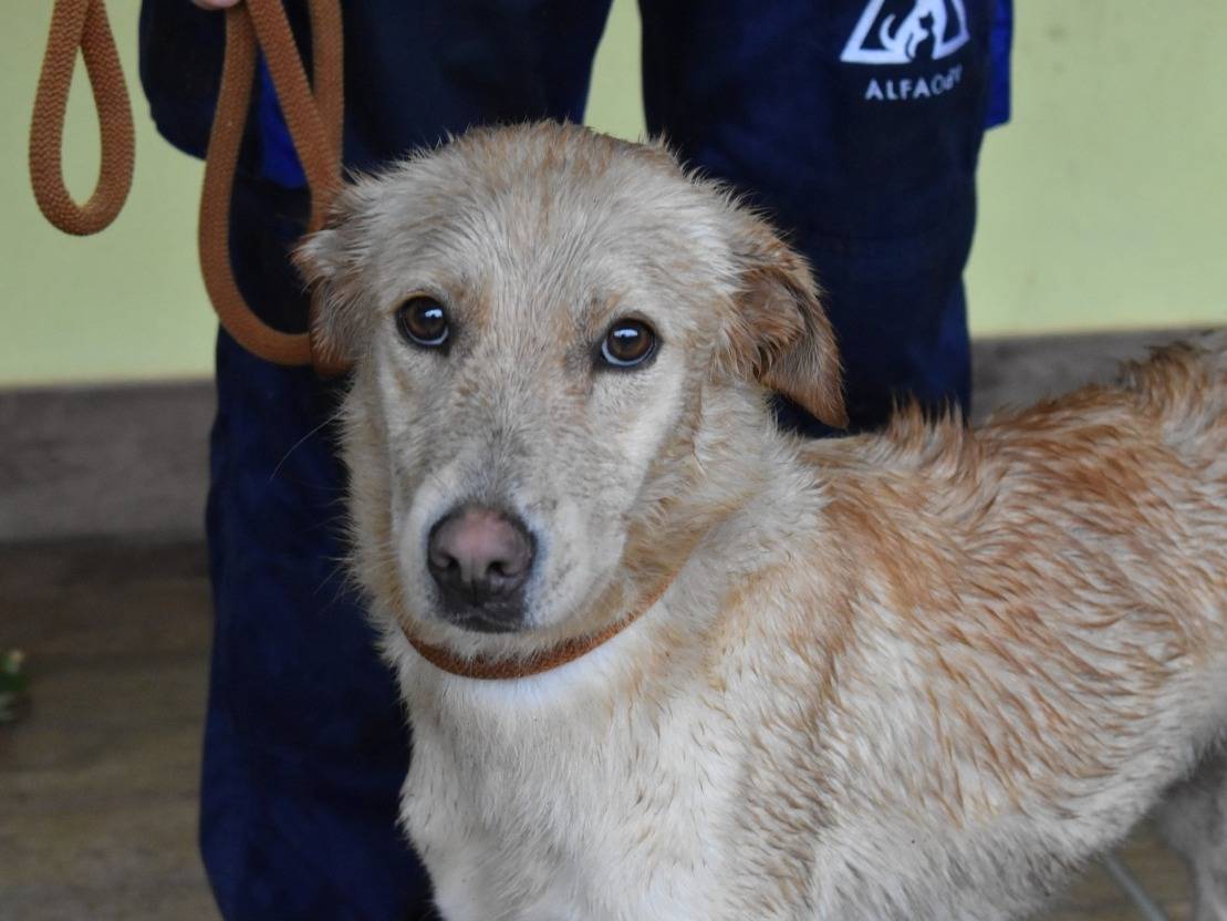 Adozione cane, femmina, Razza sconosciuta Razza sconosciuta, 1 anno e 2 mesi, taglia media, Roma