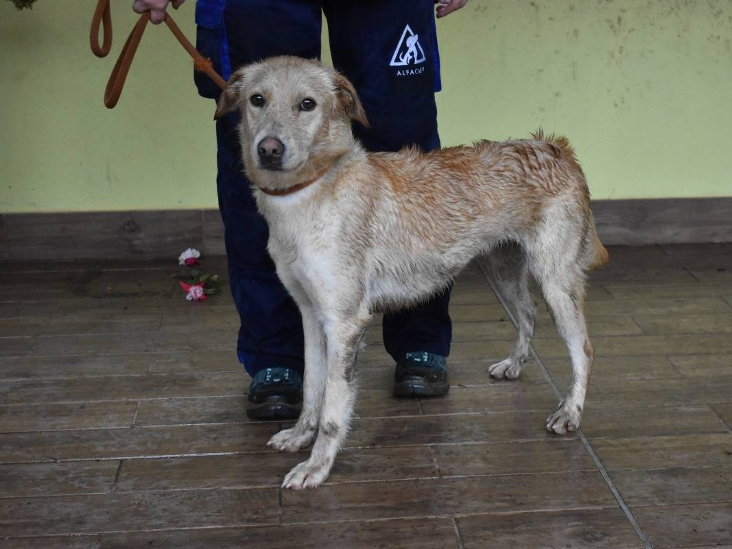 Adotta un cane, taglia media, femmina, Roma
