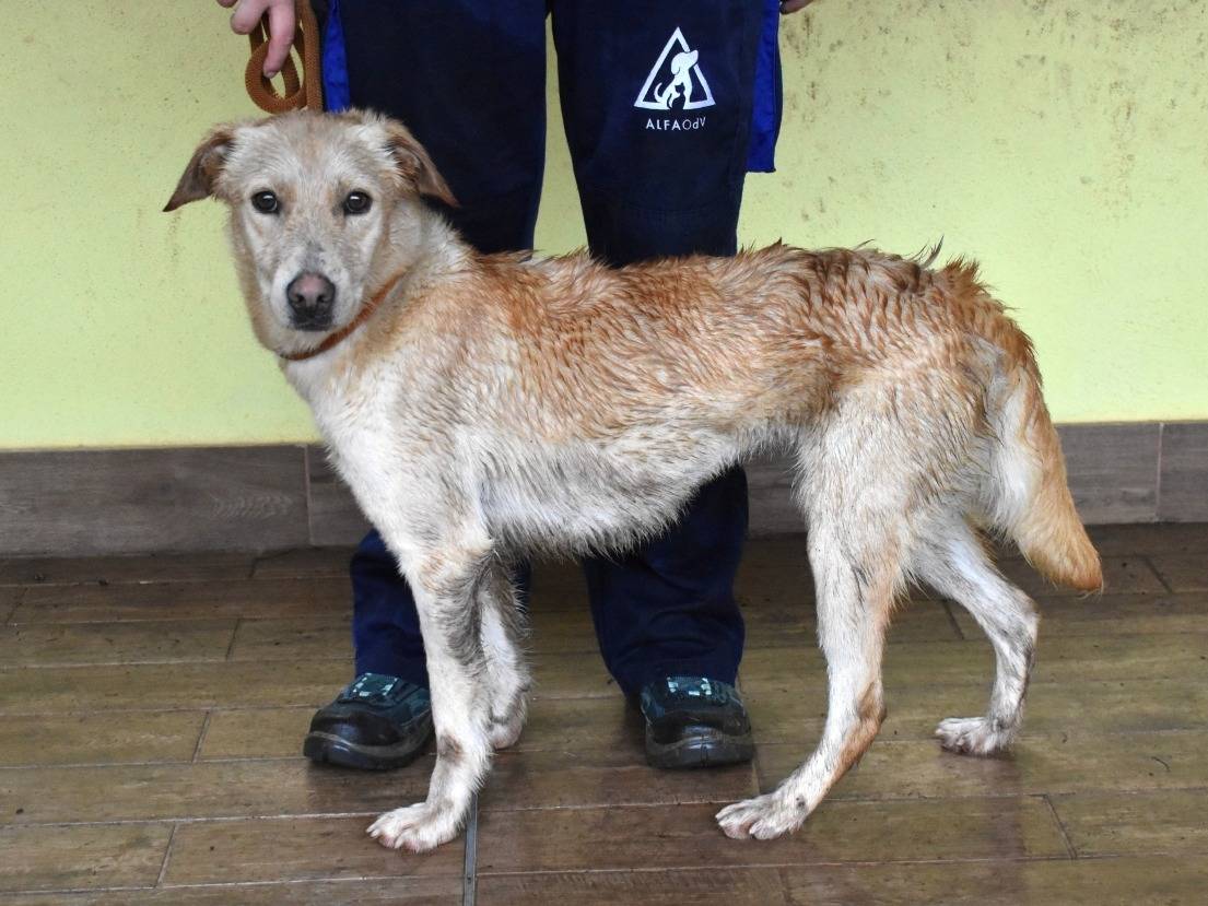 Vuoi adottare un cane a Roma?
