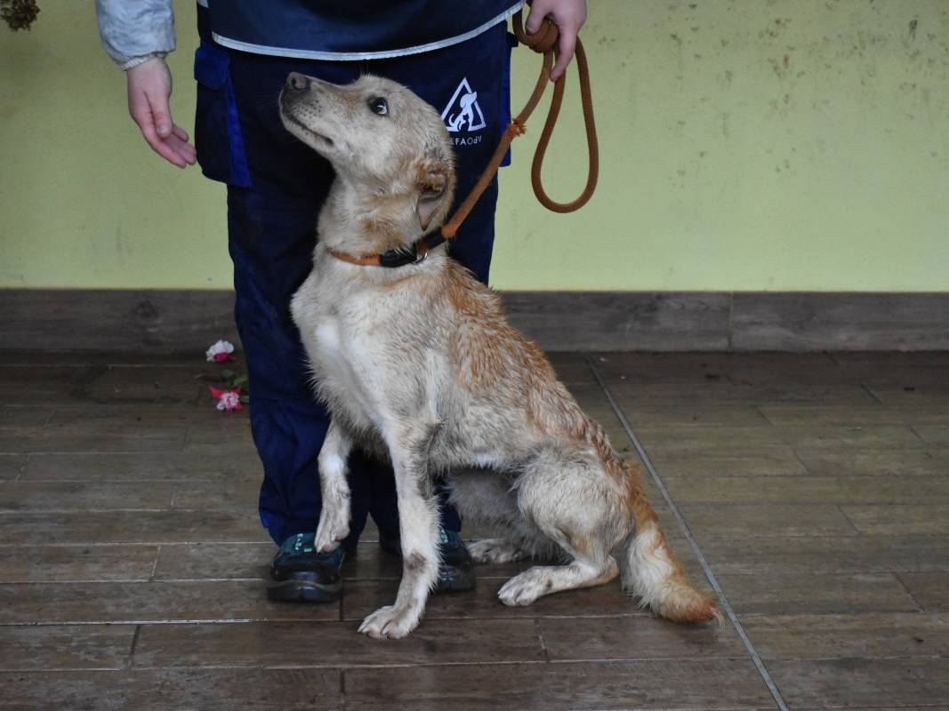 Adotta il cane Quelyra a Roma
