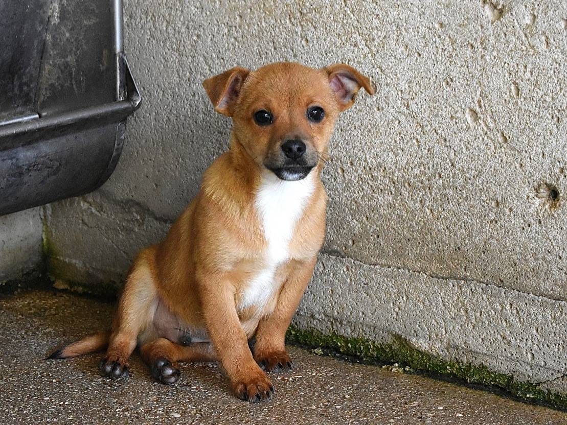 Vuoi adottare un cane a Roma?