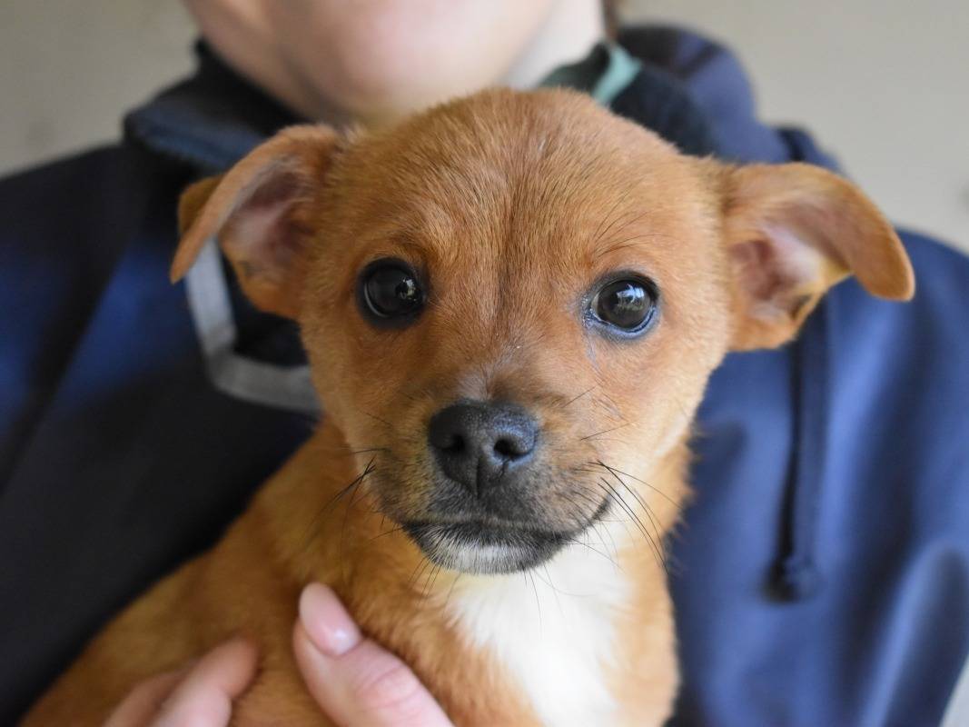 Adotta il cane Gryndal a Roma