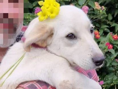 Adotta un cane, maschio, 6 mesi, Padova