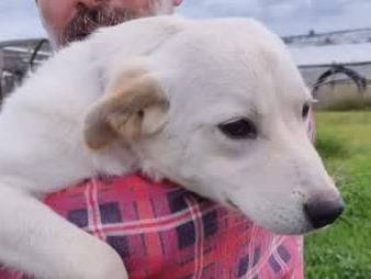 Adotta un cane, taglia media contenuta, maschio, Padova