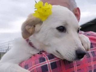 Vuoi adottare un cane a Padova?