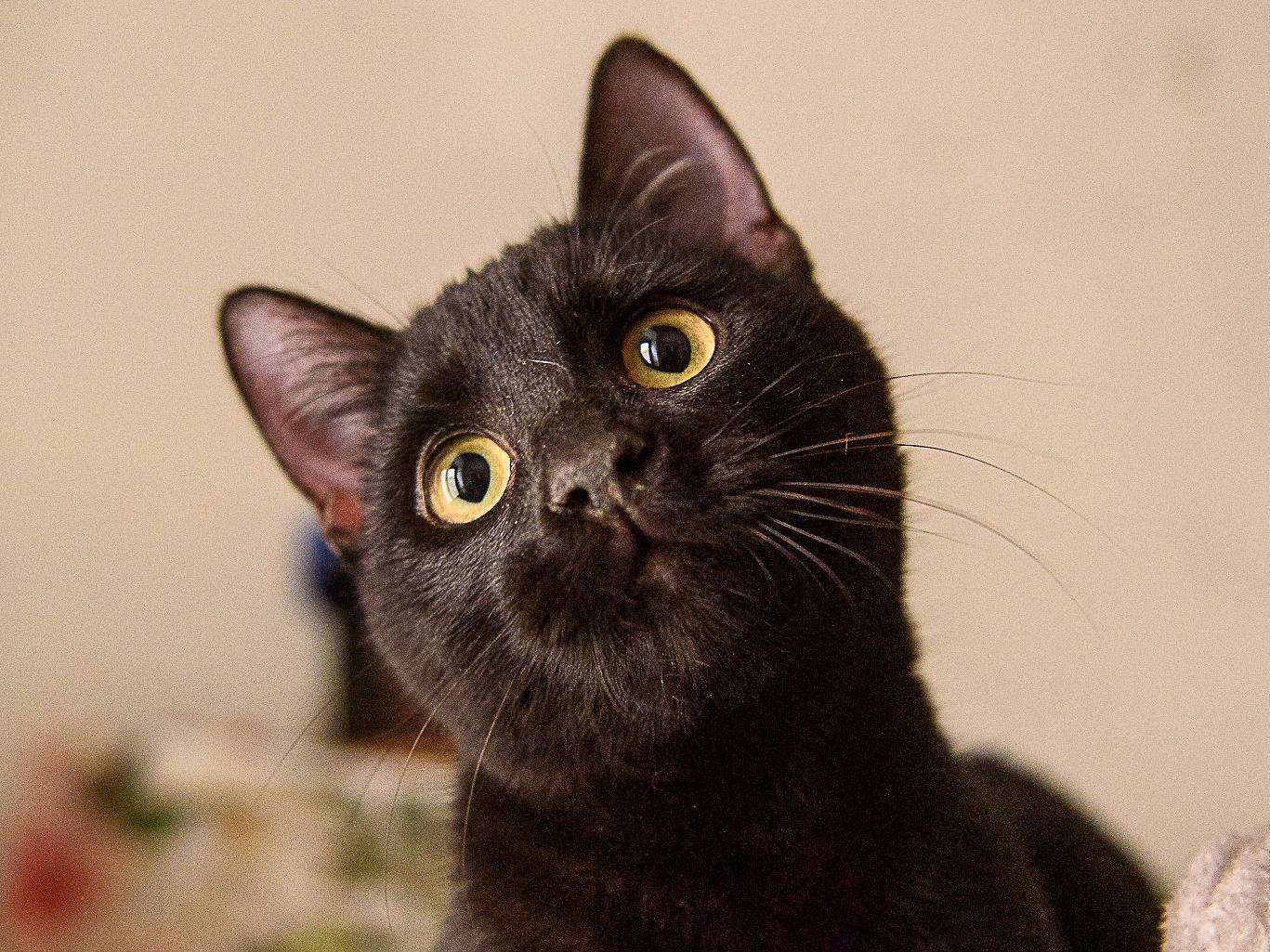 Adotta un gatto, taglia non valida, maschio, Genova