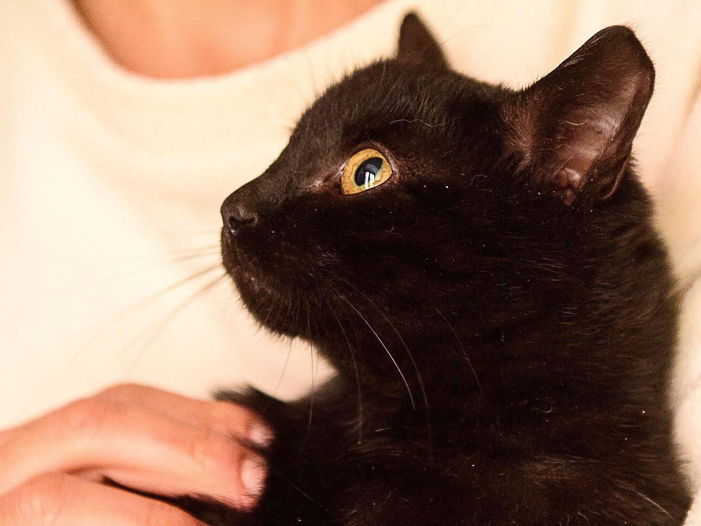 Adotta il gatto Pepe a Genova