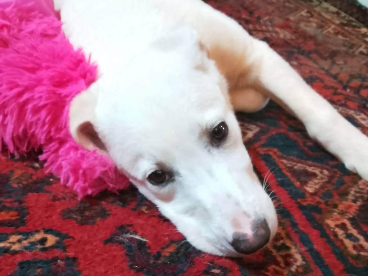 Adotta un cane, femmina, 2 mesi, Roma