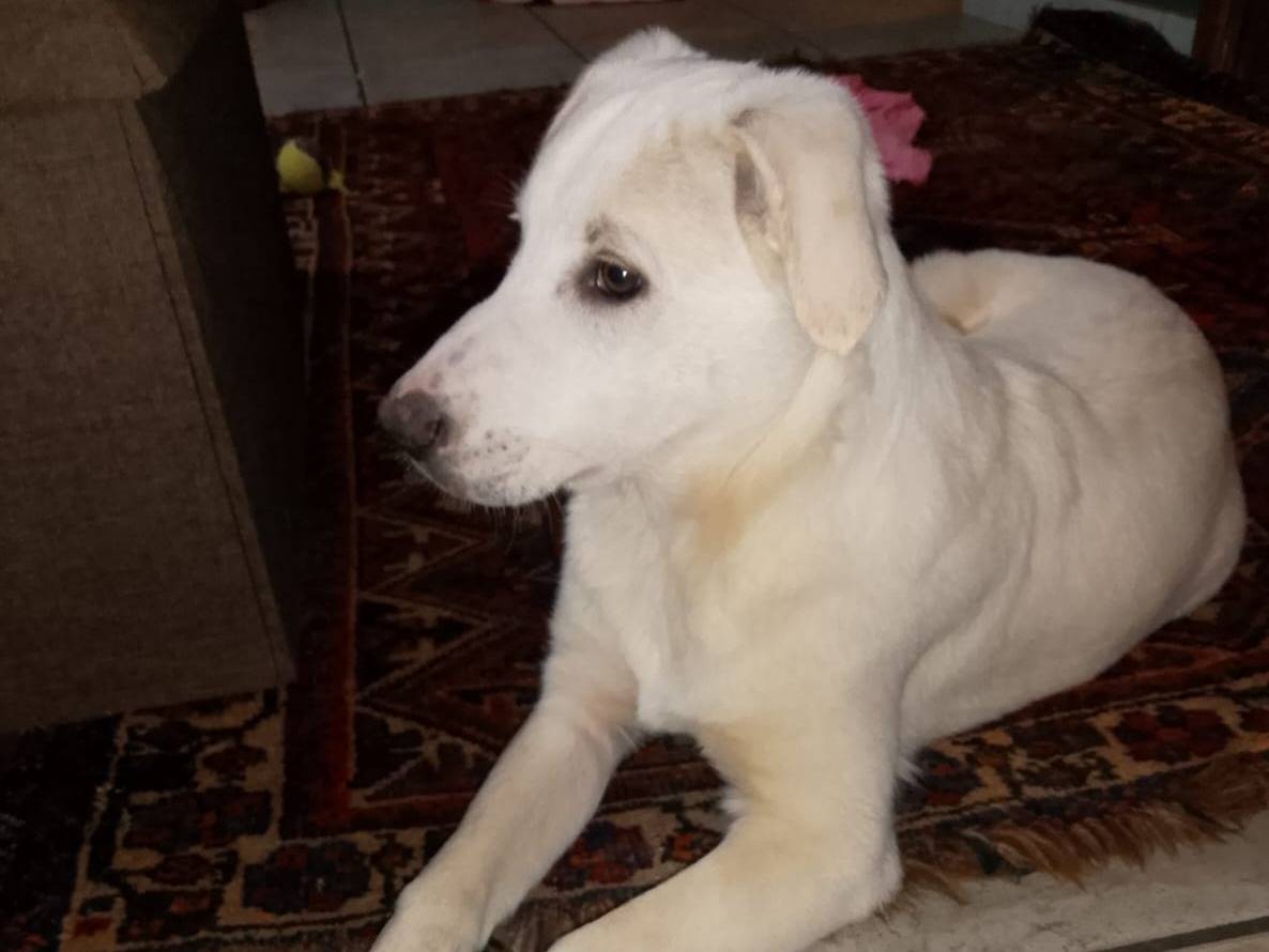 Adotta un cane, taglia grande, femmina, Roma