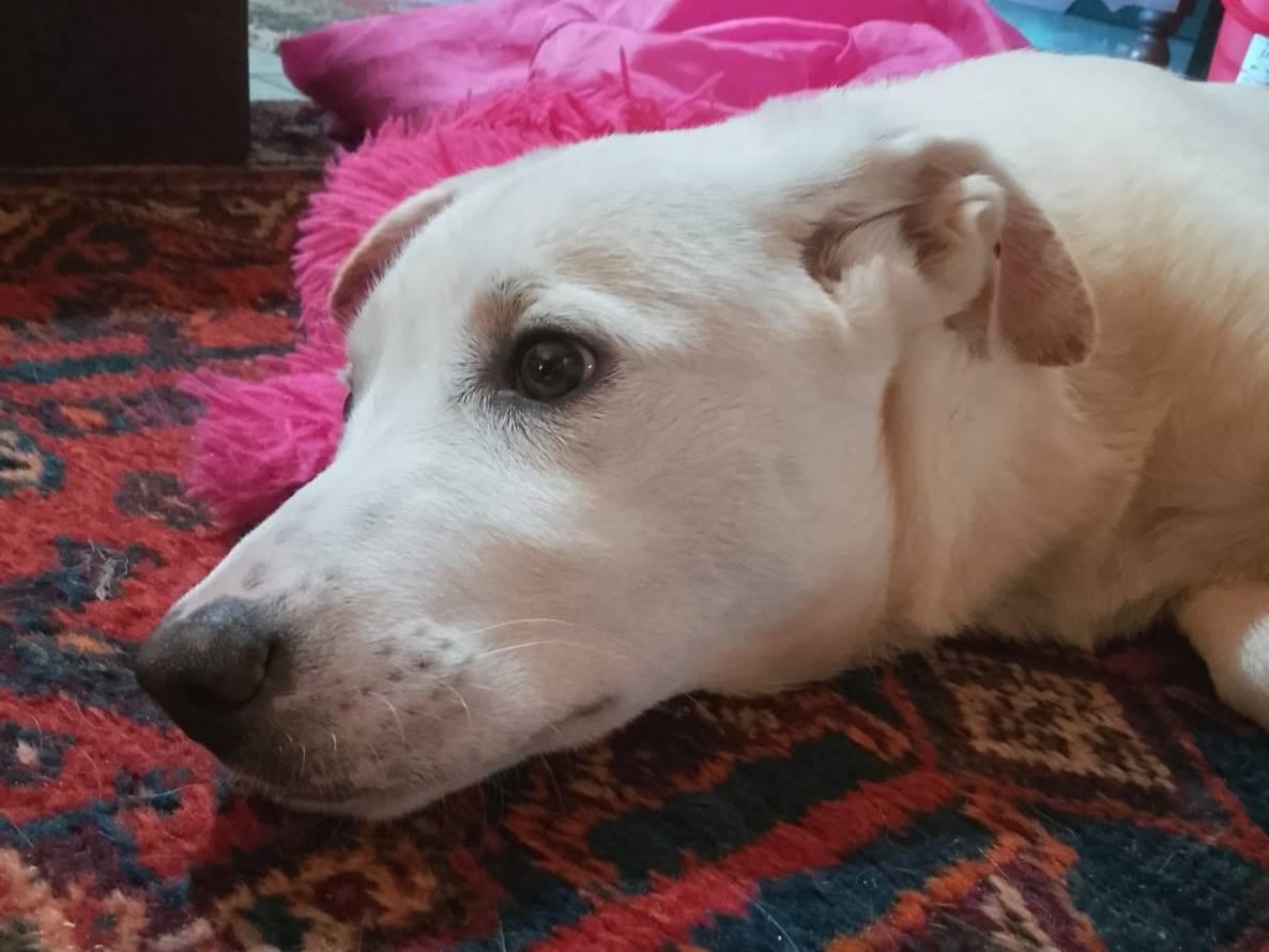 Vuoi adottare un cane a Roma?