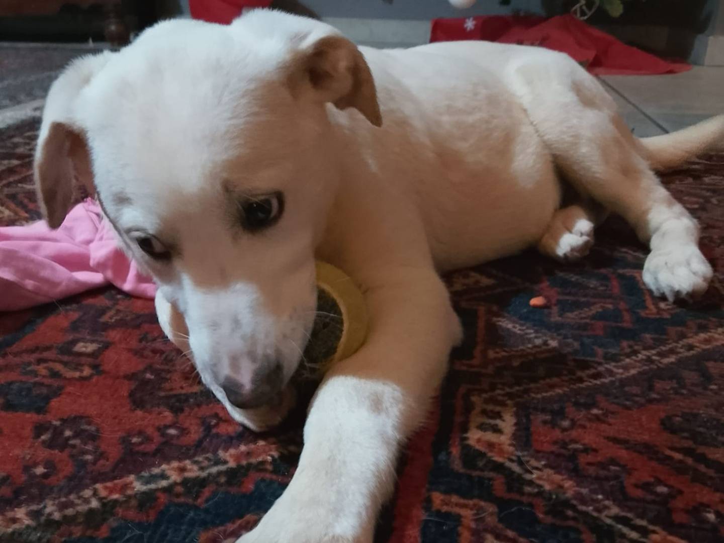 Adotta il cane Bianca a Roma