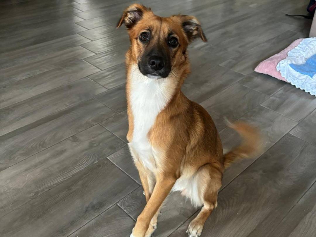 Adozione cane, femmina, Razza sconosciuta Razza sconosciuta, 2 anni e 2 mesi, taglia piccola, Napoli