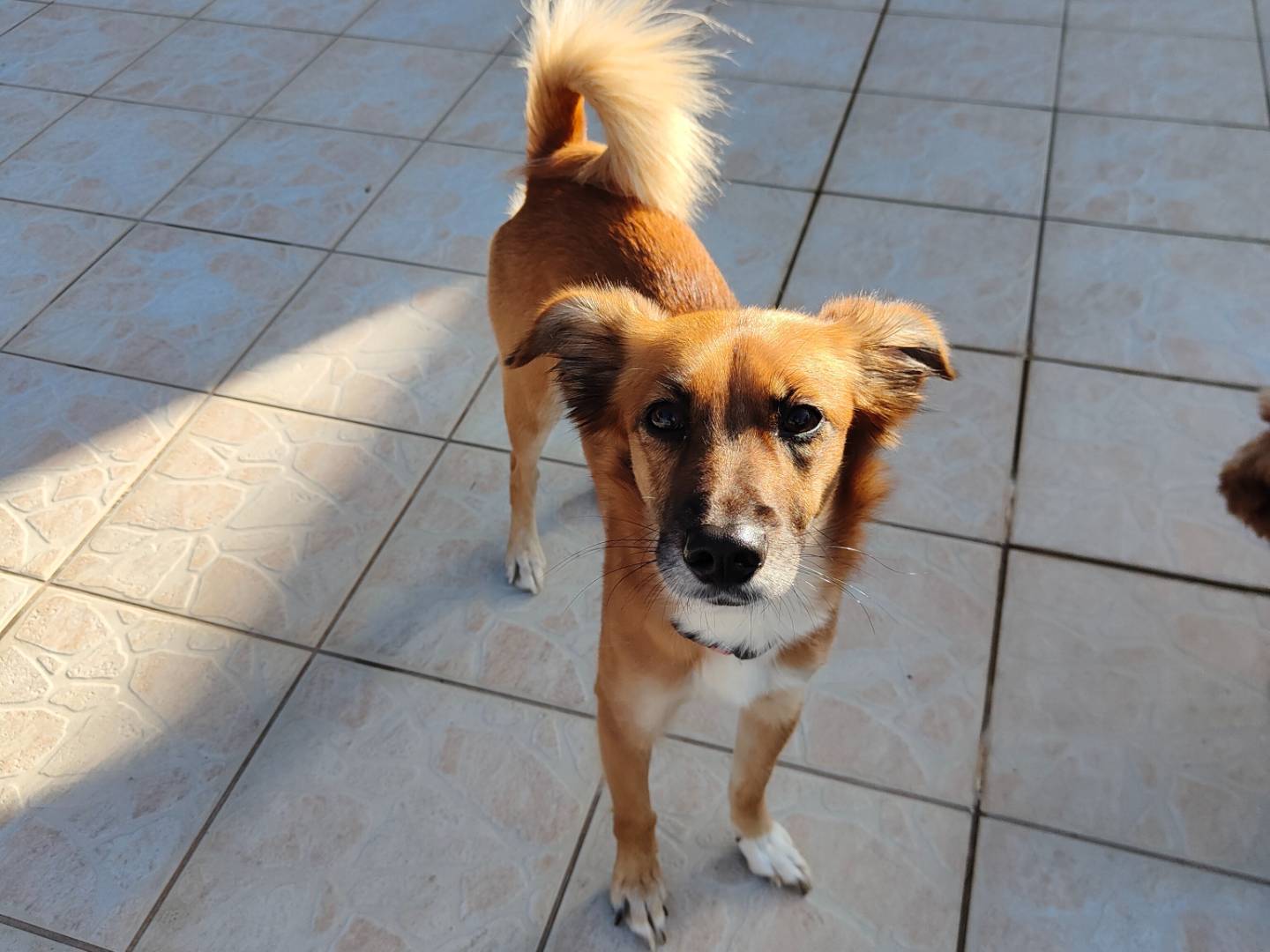 Adotta un cane, femmina, 2 anni e 2 mesi, Napoli