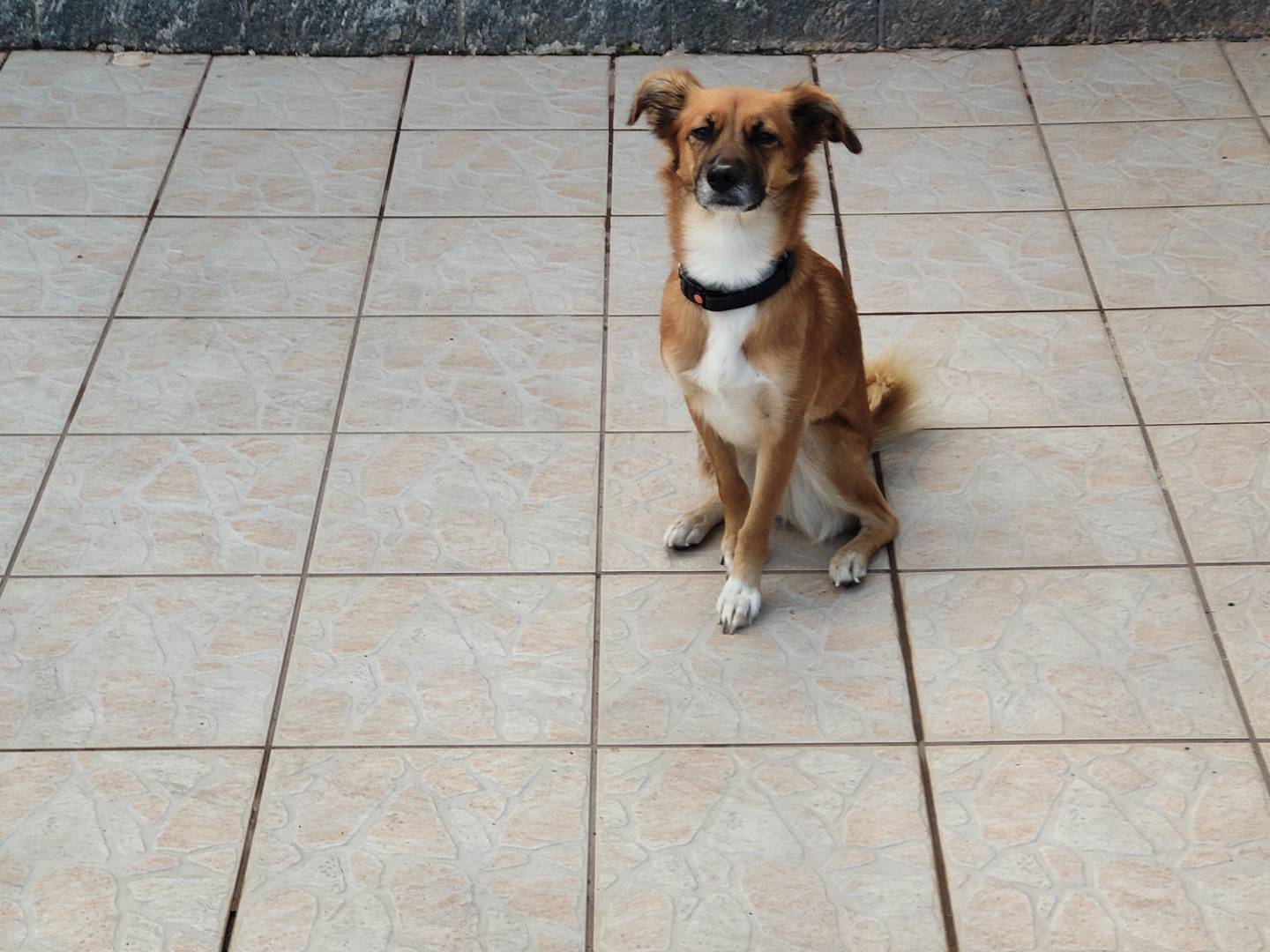 Adotta un cane, taglia piccola, femmina, Napoli