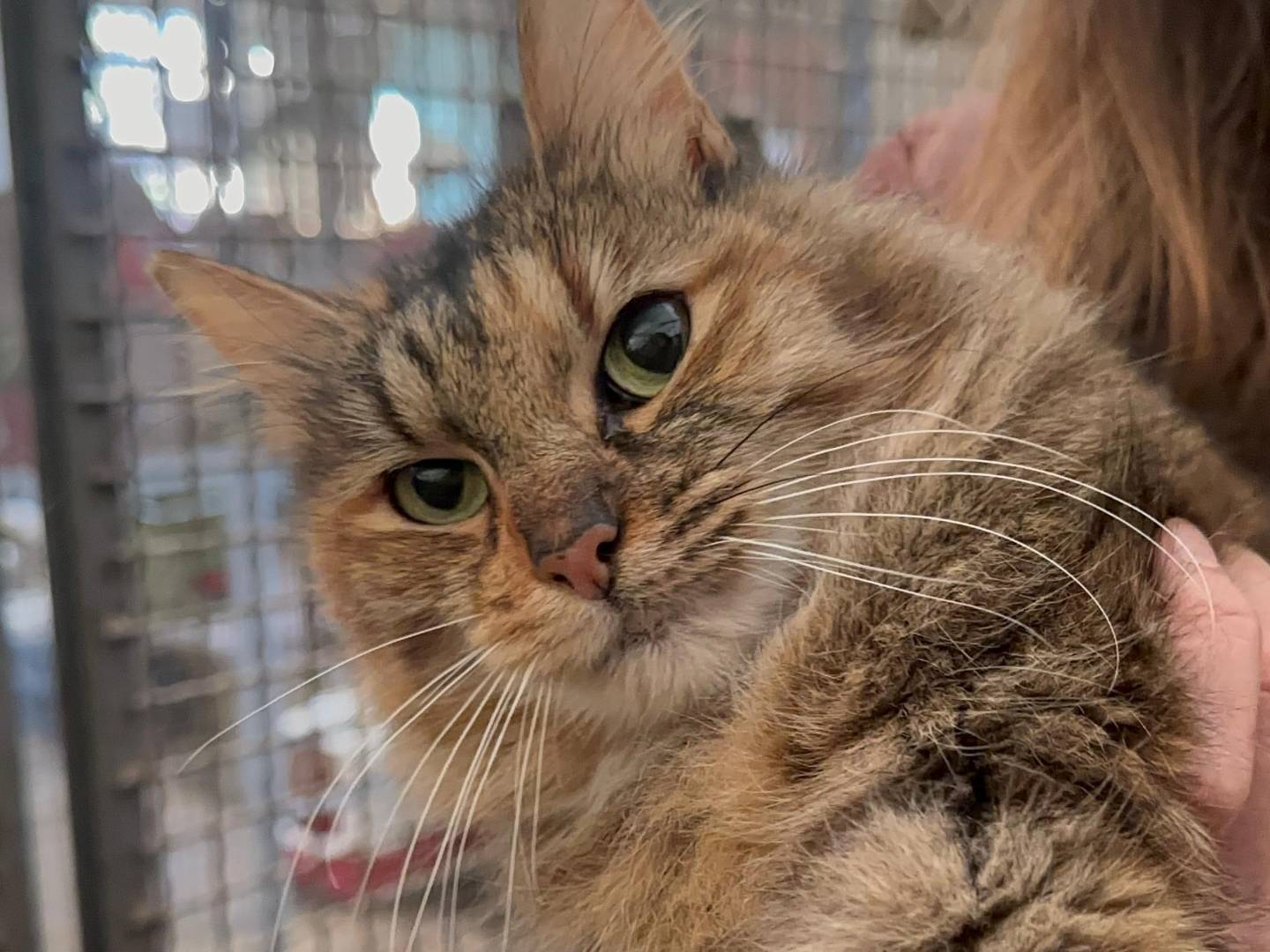 Adozione gatto, femmina, Razza sconosciuta Razza sconosciuta, 5 anni e 1 mese, taglia non valida, Roma