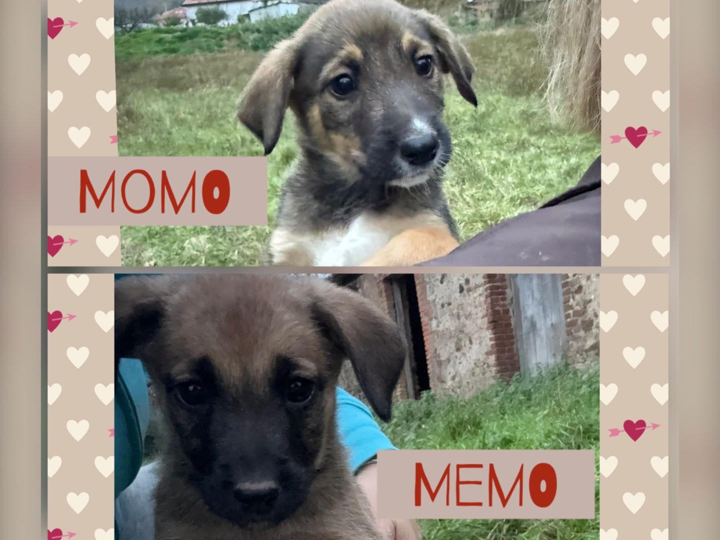 Adozione cane, maschio, Razza sconosciuta Razza sconosciuta, 3 mesi, taglia media contenuta, Catanzaro