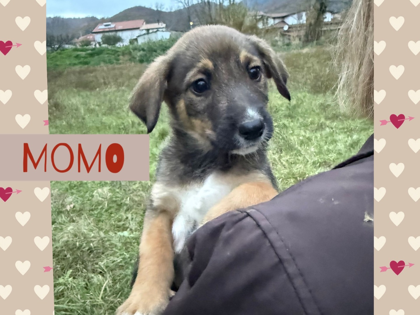 Adotta un cane, maschio, 3 mesi, Catanzaro