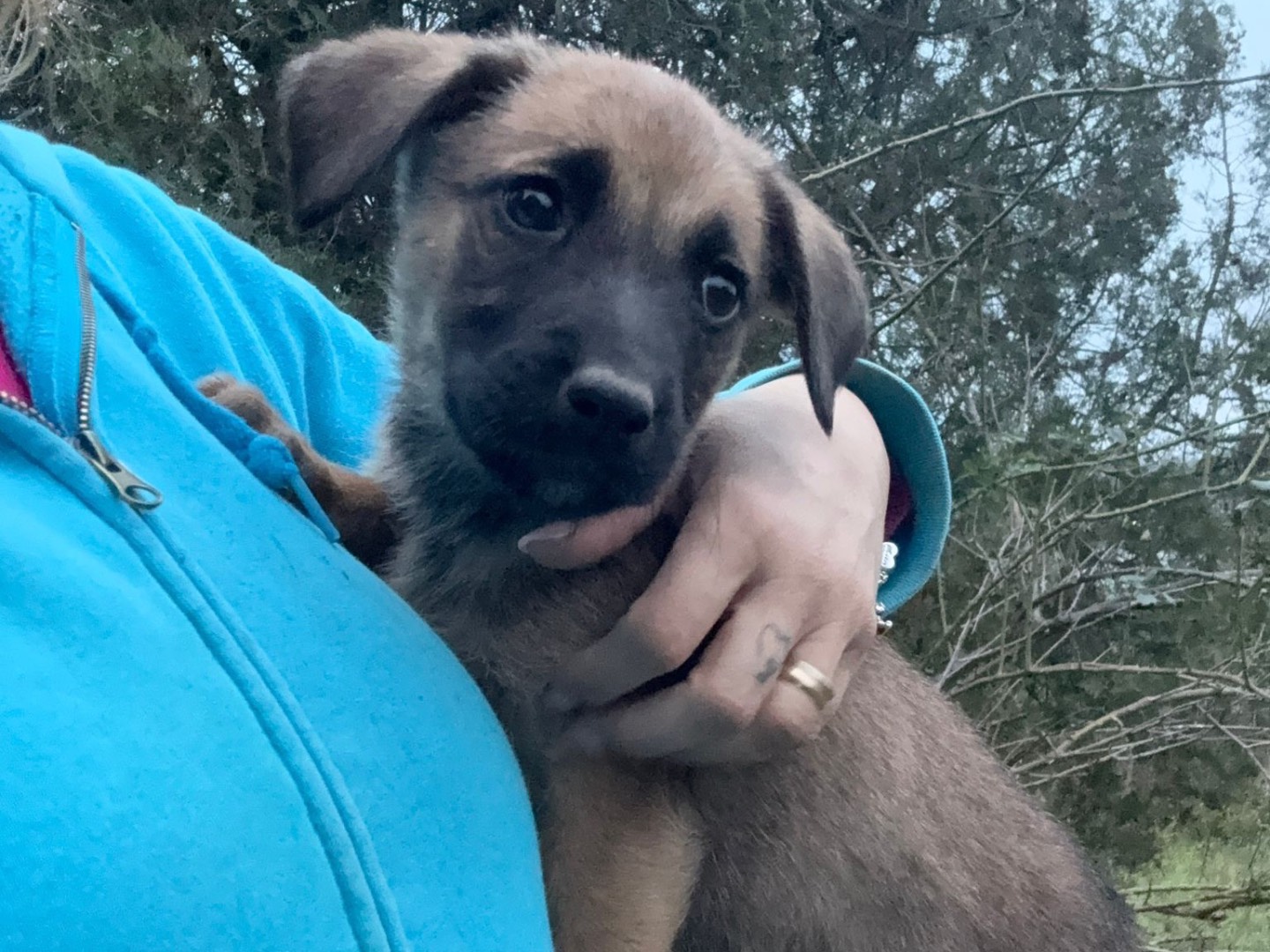 Vuoi adottare un cane a Catanzaro?