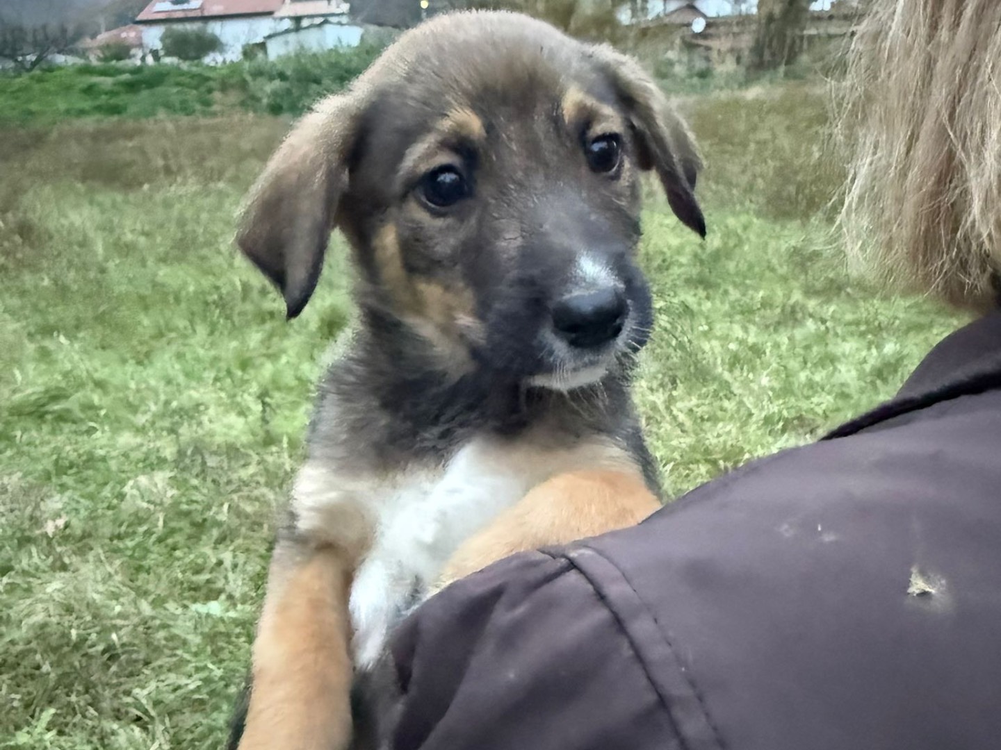 Adotta il cane Memo Momo a Catanzaro