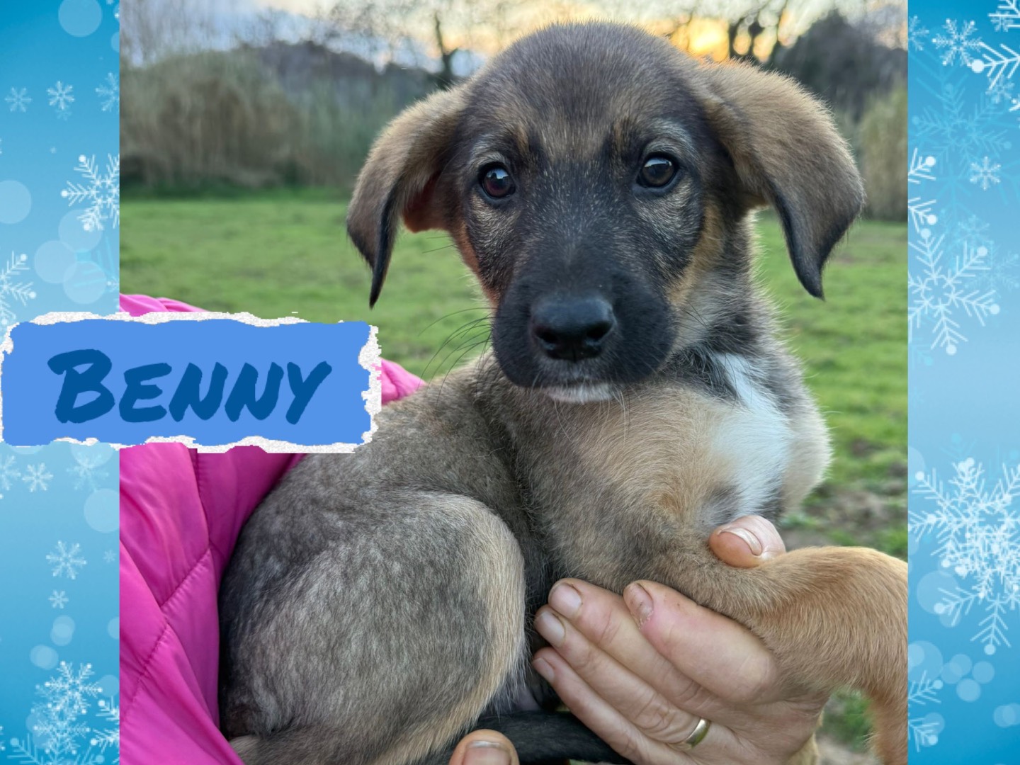 Adozione cane, maschio, Razza sconosciuta Razza sconosciuta, 3 mesi, taglia media contenuta, Catanzaro