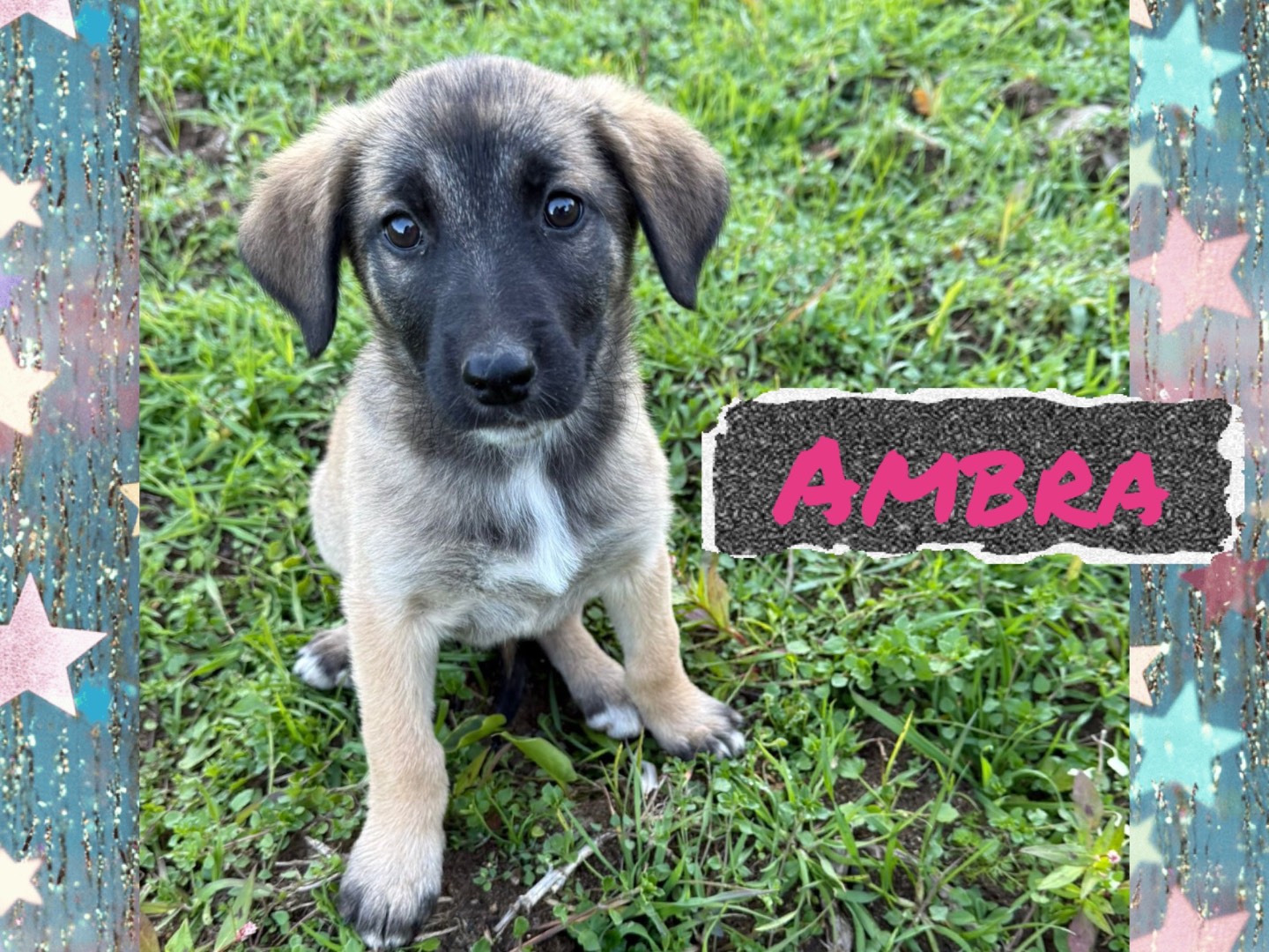 Adotta un cane, maschio, 3 mesi, Catanzaro