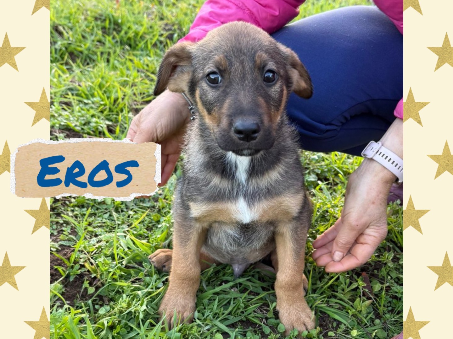 Vuoi adottare un cane a Catanzaro?