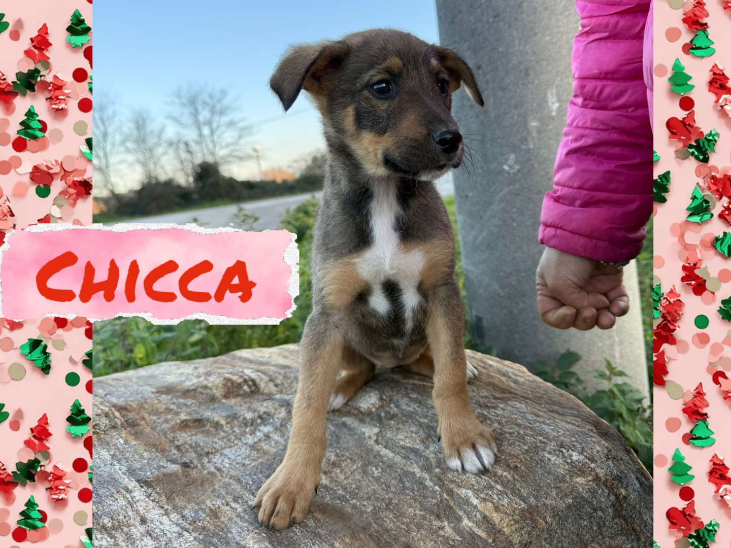 Adotta il cane CHICCA BENNY AMBRA EROS PEPE a Catanzaro