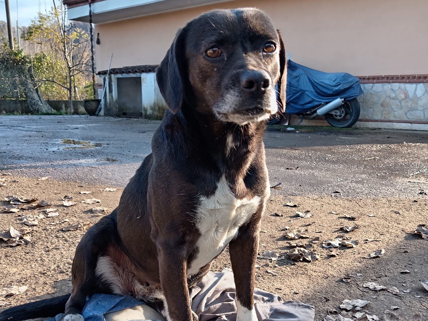 Adozione cane, femmina, Razza sconosciuta Razza sconosciuta, 6 anni e 3 mesi, taglia media contenuta, Frosinone