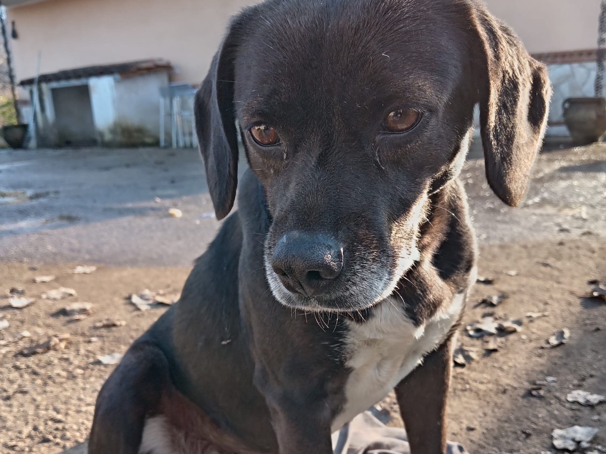 Adotta un cane, taglia media contenuta, femmina, Frosinone