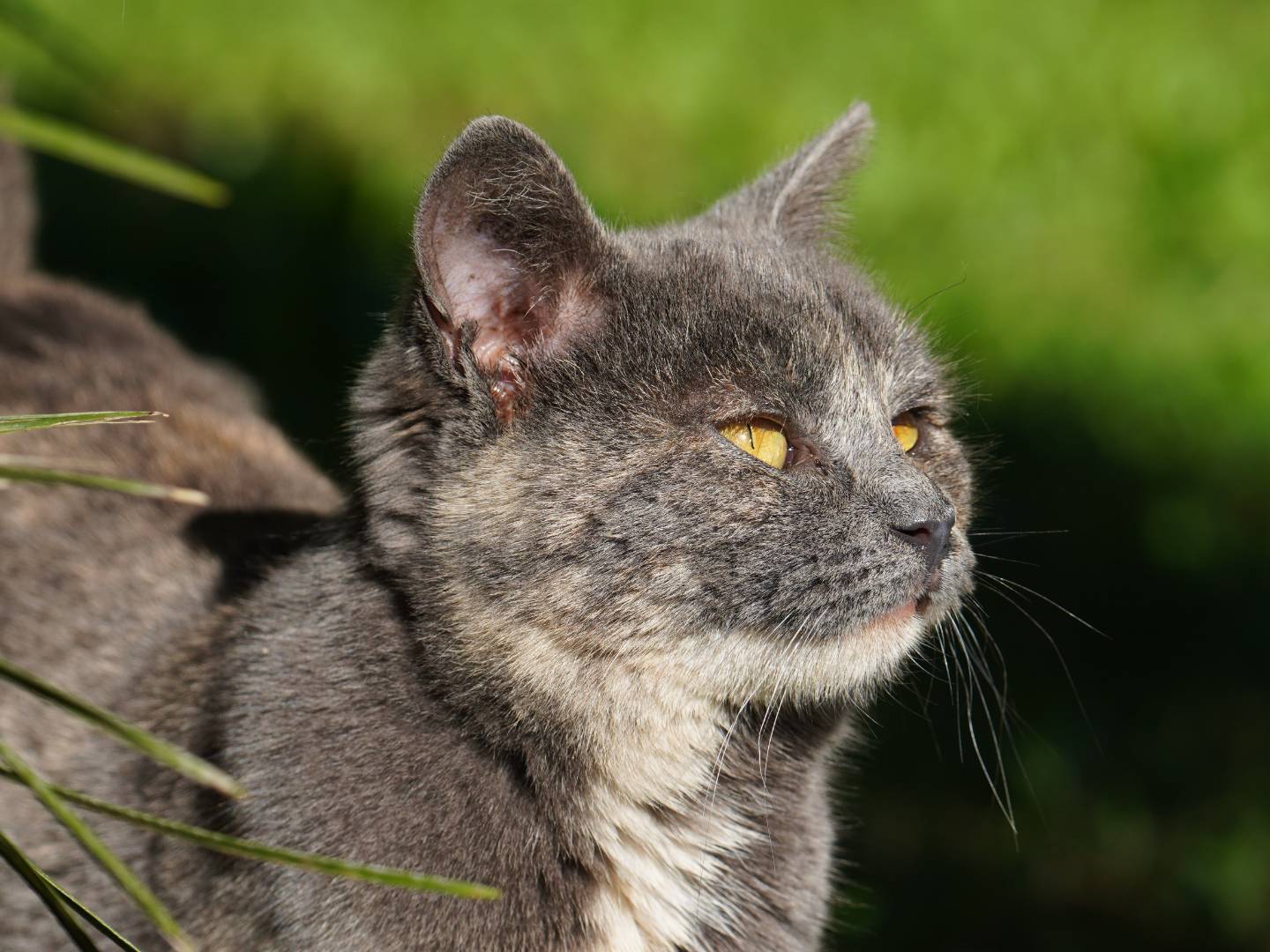Adozione gatto, femmina, Razza sconosciuta Razza sconosciuta, 6 mesi, taglia non valida, Latina