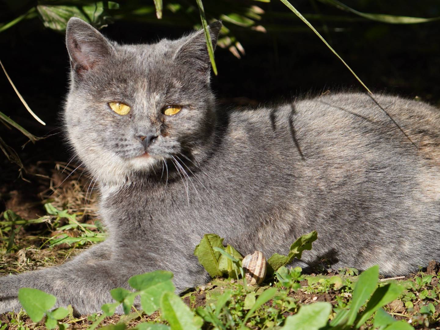 Adotta un gatto, femmina, 6 mesi, Latina