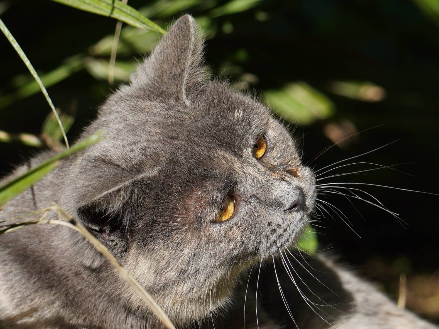 Adotta un gatto, taglia non valida, femmina, Latina
