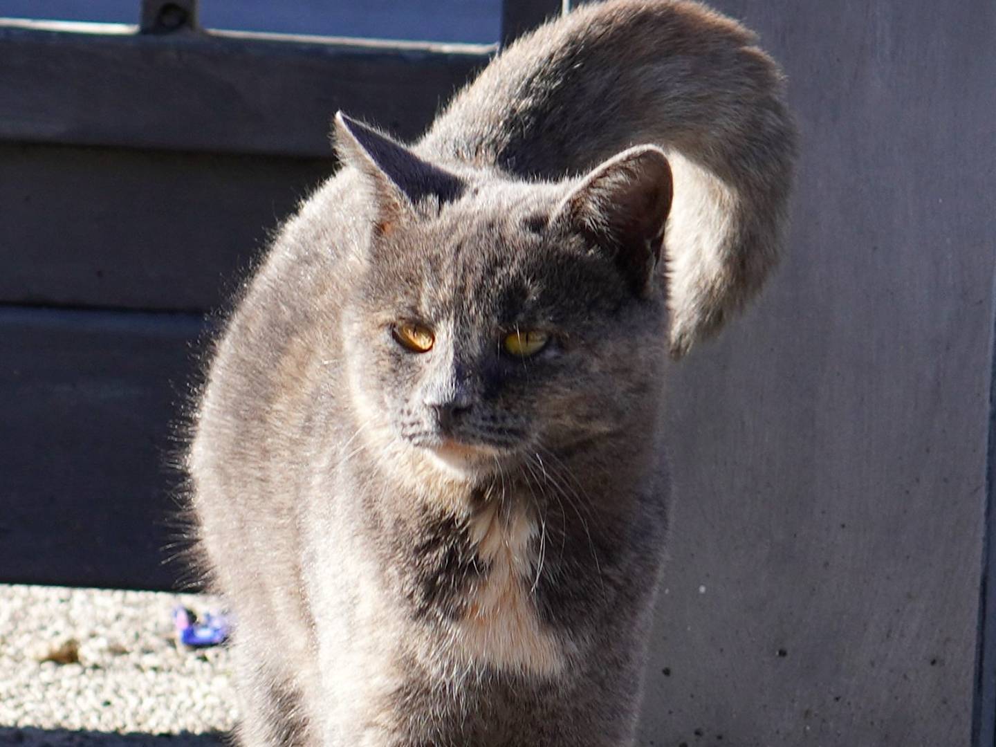 Vuoi adottare un gatto a Latina?