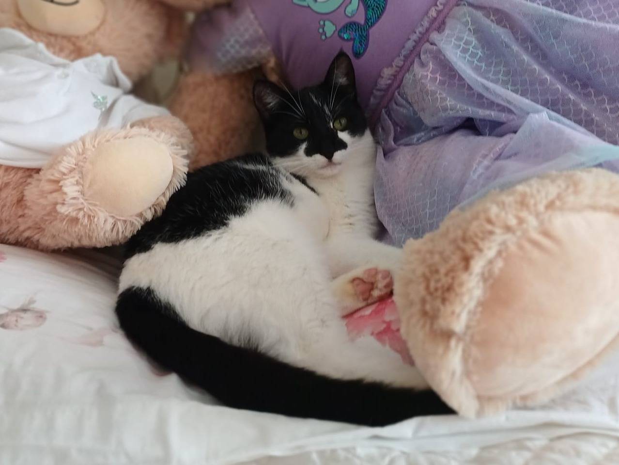 Adozione gatto, femmina, Razza sconosciuta Razza sconosciuta, 7 mesi, taglia non valida, Taranto