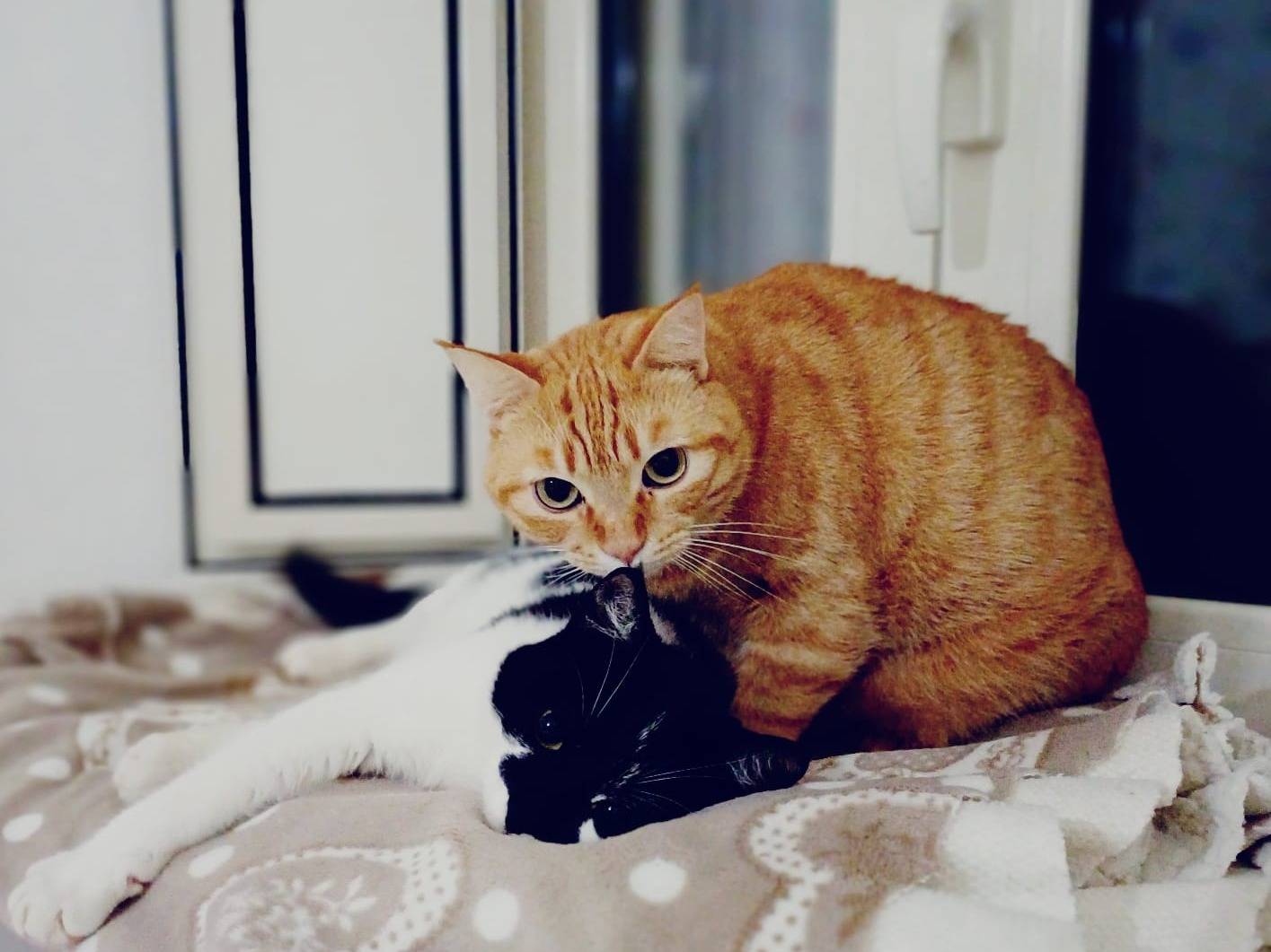 Adotta il gatto Caramella a Taranto