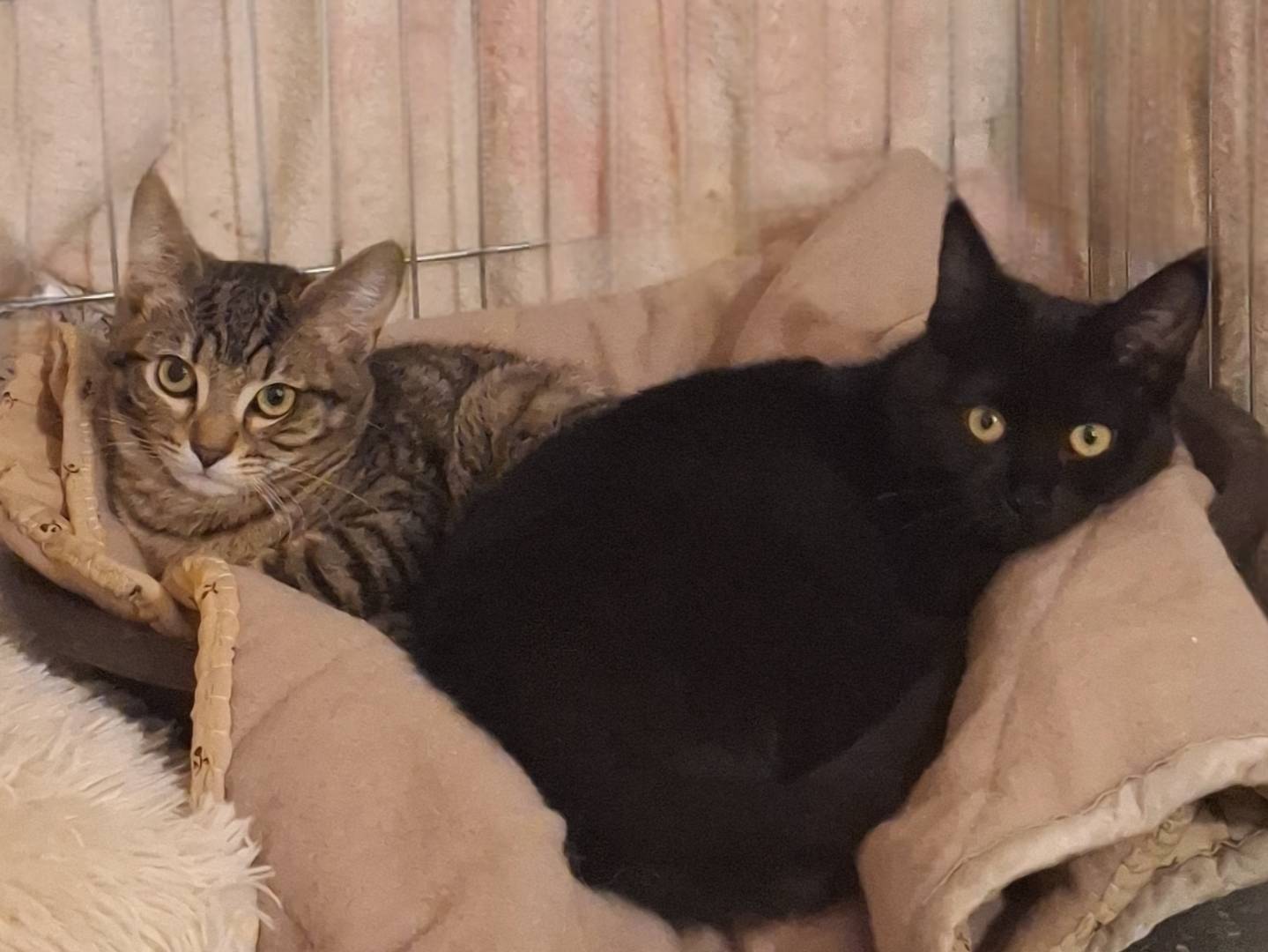 Vuoi adottare un gatto a Potenza?