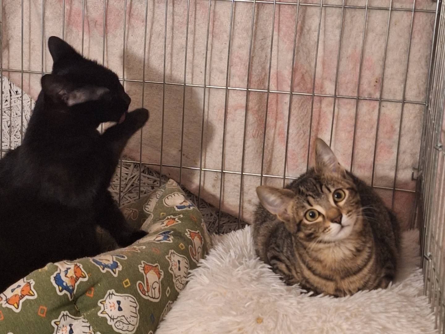 Adotta il gatto Nea e Kira a Potenza