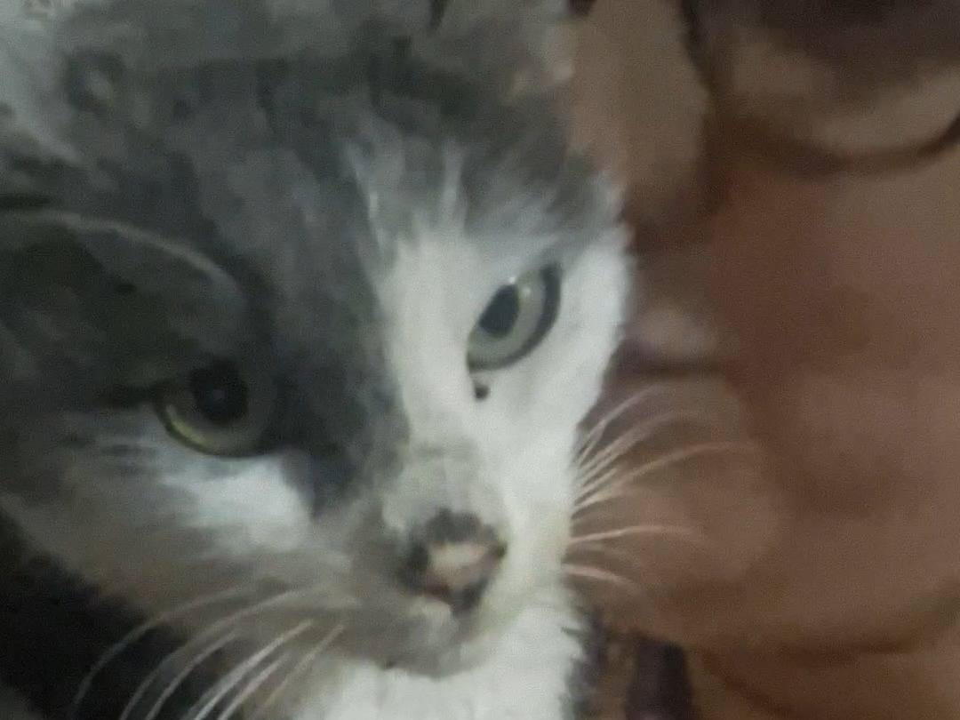 Vuoi adottare un gatto a Potenza?