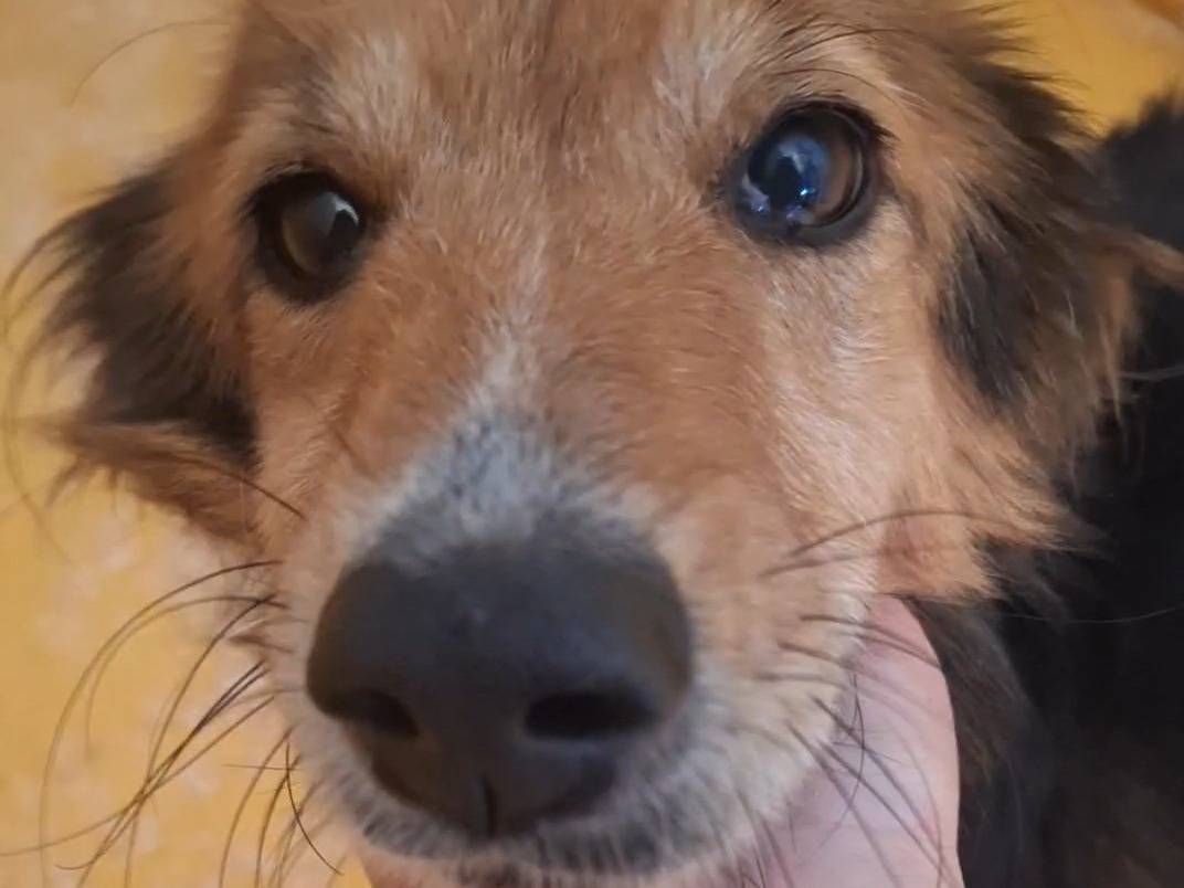 Vuoi adottare un cane a Potenza?