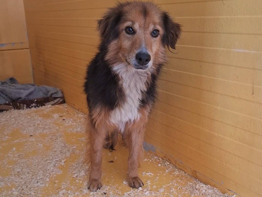 Adotta il cane Sally a Potenza