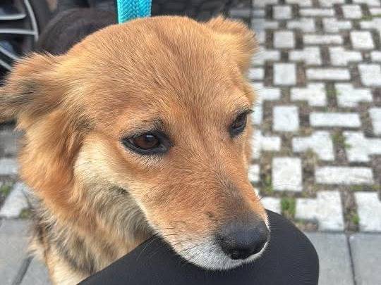 Adozione cane, femmina, Razza sconosciuta Razza sconosciuta, 3 anni e 1 mese, taglia media contenuta, Latina